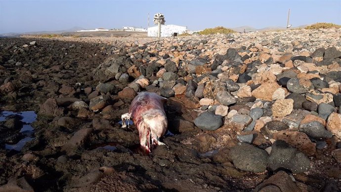 Delfín listado varado en la playa de Salinas del Carmen, en Fuerteventura