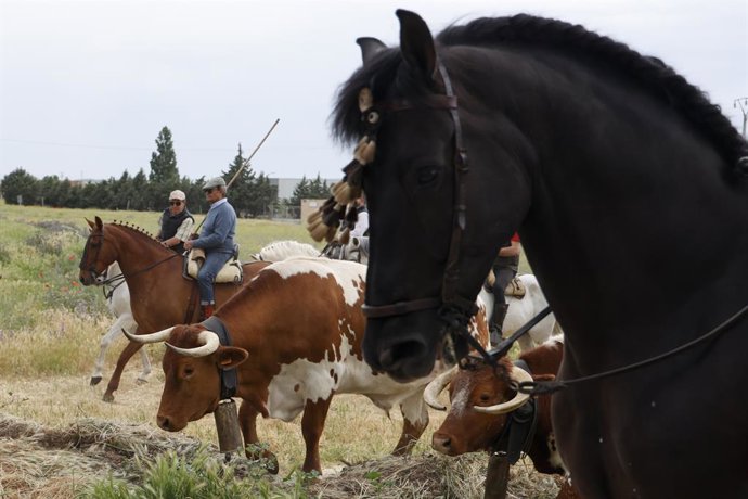 Archivo - Personas a caballo conducen ganado en la octava edición de la Feria del Caballo, a 14 de mayo de 2022, en Medina del Campo, Valladolid, Castilla y León (España). Esta feria, que se celebrará del 13 al 15 de mayo, cuenta con un programa de acti