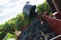 Grupo Rioja destaca que el precio medio de la uva y vino de Rioja volvió a superar los costes de producción en 2021