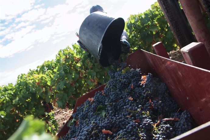 Archivo - Un vendimiador recoge uvas para la temporada de vendimia 2021, en el viñedo familiar de Javier Ruiz Barricarte, a 17 de septiembre de 2021, en Aldeanueva de Ebro, Comarca de Alfaro, La Rioja (España). 
