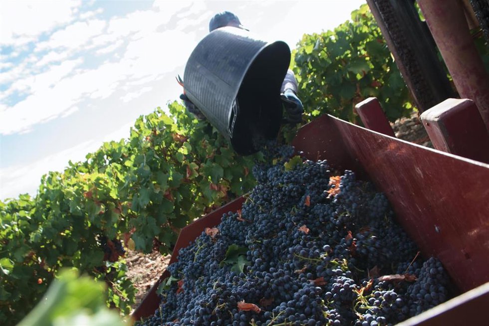 Archivo - Un vendimiador recoge uvas para la temporada de vendimia 2021, en el viñedo familiar de Javier Ruiz Barricarte, a 17 de septiembre de 2021, en Aldeanueva de Ebro, Comarca de Alfaro, La Rioja (España). 