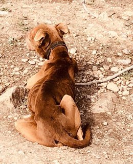 Perra localizada en Pinos Puente (Granada) atada, sin comida ni agua.