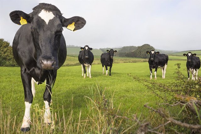 Archivo - Vaca lechera en el campo