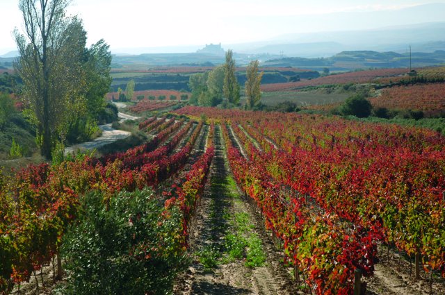 Paisaje Rioja Alavesa