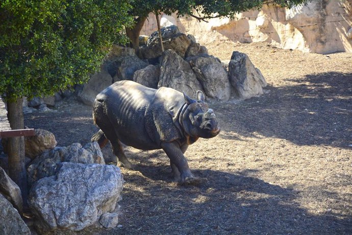 Llega un nuevo rinoceronte indio a Terra Natura Benidorm