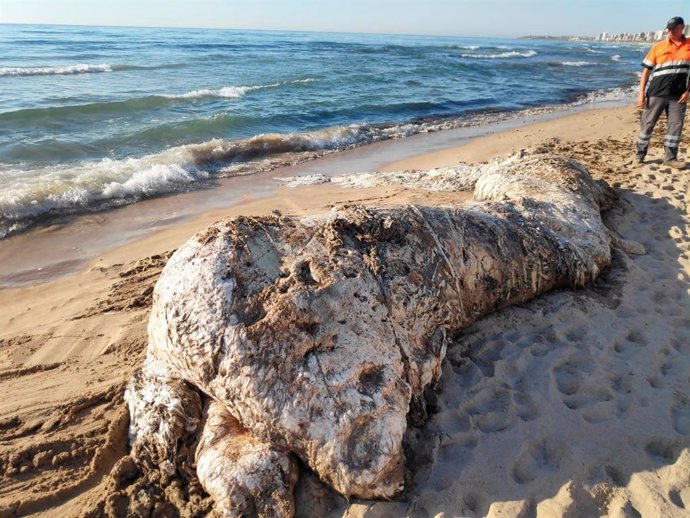 Aparece el cadáver de una cría de cachalote en la playa de Muchavista de El Campello