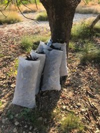 Intervienen en Riba-roja 240 kilos de algarroba en la primera semana de campaña de vigilancia