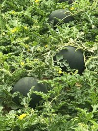 Asaja reclama que la ley de la cadena agroalimentaria aporterentabilidad al productor y acabe con los abusos