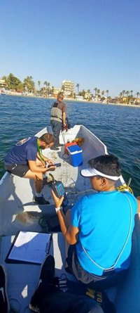 Técnicos de la Comunidad detectan valores normales de oxígeno en 41 de los 50 puntos analizados este jueves