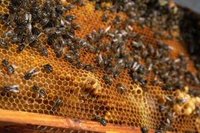 Los animales enfermos se esfuerzan por resolver problemas y adaptarse a entornos cambiantes