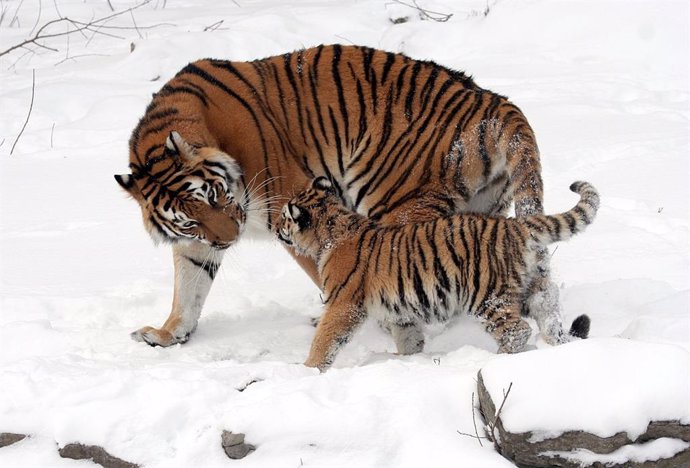 Archivo -    Un análisis de los genomas completos de 32 especímenes representativos de tigres confirman una división de esta especie en seis grupos genéticamente distintos