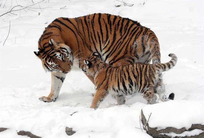 Archivo -    Un análisis de los genomas completos de 32 especímenes representativos de tigres confirman una división de esta especie en seis grupos genéticamente distintos