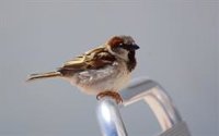Las aves no sólo se están extinguiendo sino que podrían perder las características que diferencian las especies