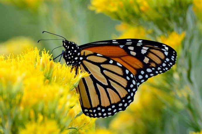 La mariposa monarca migratoria, nueva especie "amenazada" y "en peligro" por la destrucción de su hábitat
