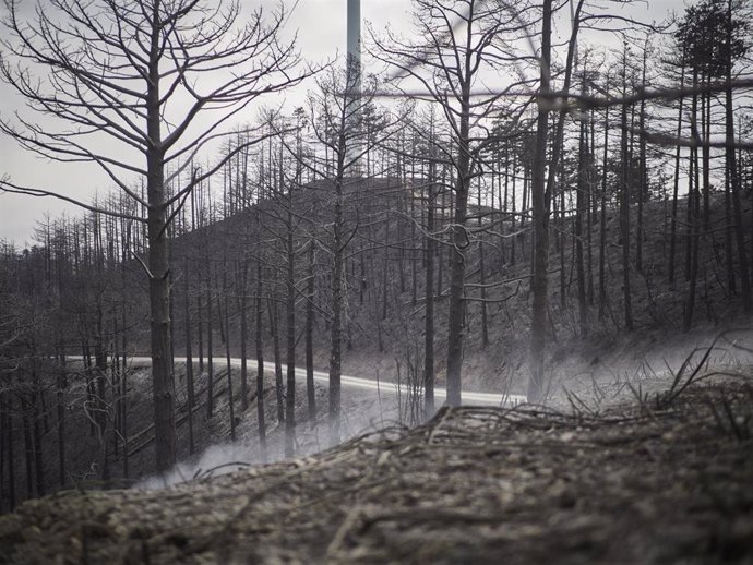 Archivo - Vistas de la Sierra de El Perdón tras el incendio del pasado mes de junio