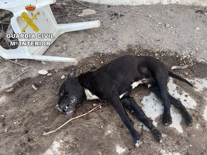 Seprona investiga por maltrato animal al dueño del perro de Fuentidueña del Tajo que murió por la ola de calor