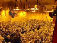 Endesa cerró el pasado año 929 expedientes de fraude vinculados a cultivos de marihuana en viviendas en Andalucía