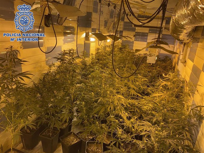 Plantación de marihuana desmantelada