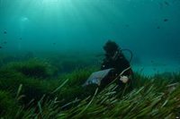 El IEO concluye que la construcción del puerto de El Gorguel implicaría la "degradación ambiental" del ecosistema marino