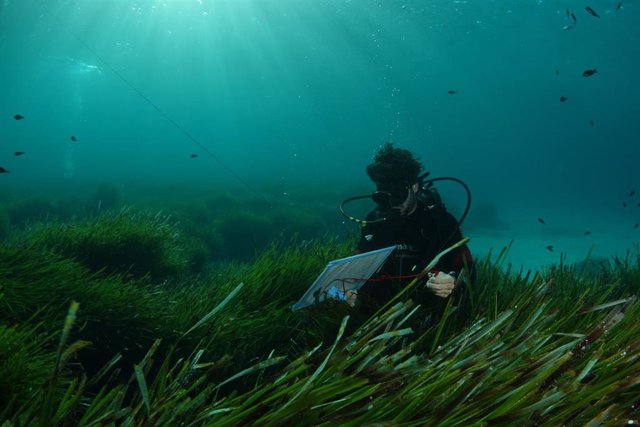 Para el estudio se llevaron a cabo varias campañas oceanográficas a bordo del buque oceanográfico Ángeles Alvariño y múltiples inmersiones con vehículos submarinos y mediante buceo autónomo