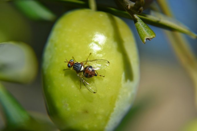Mosca del olivo sobre una aceituna.