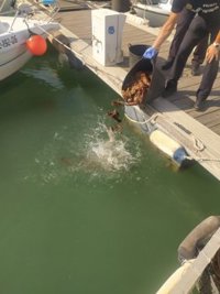 La Policía Local de Cádiz denuncia a tres personas por marisqueo ilegal de holoturias
