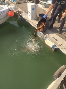 La Policía Local denuncia a tres personas por marisqueo ilegal de holoturias.