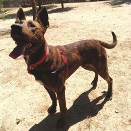 Dax, perro a adoptar en el Centro de Protección Animal de Madrid