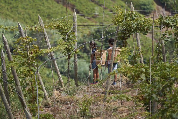 Madeira Prepara Conciertos En Viñedos Y Cenas Temáticas Para Celebrar Su Fiesta Del Vino