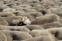 Fernández destaca la "extensa batería de medidas extraordinarias" del Gobierno para apoyar a sectores agrarios andaluces