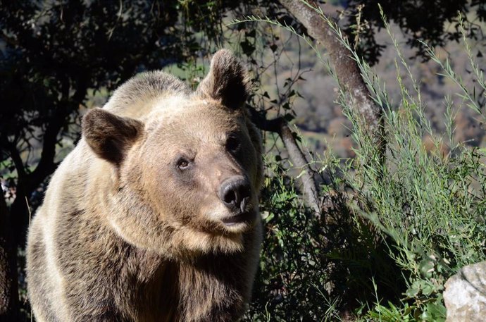 Archivo - Elemplar de oso pardo.