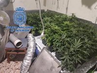 Una fuga de agua en una vivienda saca a la luz un cultivo de más de 60 plantas de marihuana en Alicante