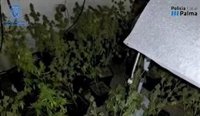 Desmantelan una plantación de marihuana en una finca de Santa María del Camí que contaba con seguridad