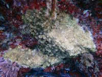 Los eventos de mortalidad masiva asociados a olas de calor marinas pueden ser "la nueva normalidad" en el Mediterráneo