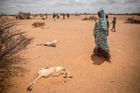 EEUU entrega cerca de 465 millones de euros a Somalia para entregar ayuda humanitaria ante la sequía