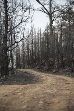 Vegetación afectada por el incendio forestal en el norte de Tenerife, a 24 de julio de 2022, en Tenerife, Santa Cruz de Tenerife, Canarias, (España).  El incendio forestal que se declaró el pasado 21 de julio en el norte de Tenerife y que afecta a cinco