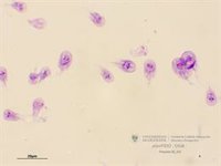 Investigadores de la Universidad de Granada crean un banco de imágenes de parásito