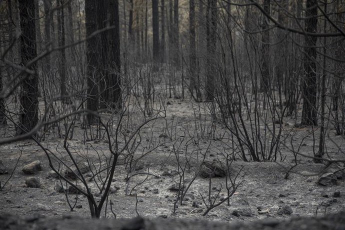 Vegetación afectada por el incendio forestal en el norte de Tenerife, a 24 de julio de 2022, en Tenerife, Santa Cruz de Tenerife, Canarias, (España).  El incendio forestal que se declaró el pasado 21 de julio en el norte de Tenerife y que afecta a cinco