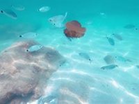 La app de avistamiento de medusas se actualiza con IA para el reconocimiento automático de especies