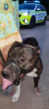 Denunciado en Logroño el propietario de un perro que causó heridas a una persona tras escapar de un vehículo