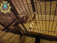 La Policía Local de Logroño rescata en la ciudad a un buitre que se había desorientado