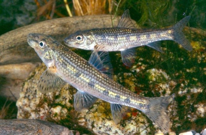 Peces