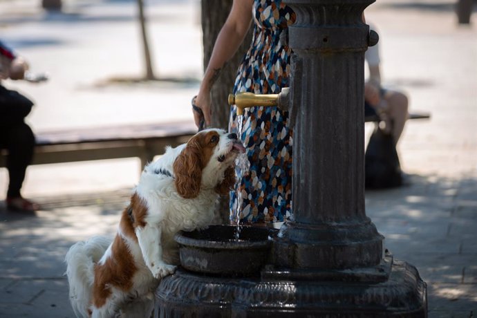 Un gos beu d'una font a Barcelona.