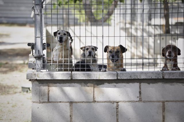 Archivo - Varios perros apoyados en la verja de las instalaciones adecuadas en el albergue San Francisco de Asis de la Sociedad Protectora de Animales y Plantas de Madrid (SPAP).