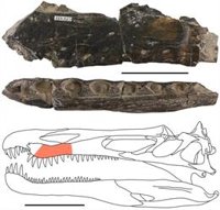 La velocidad a la que cambiaban de dientes los dinosaurios espinosáuridos explican su sobreabundancia en yacimientos