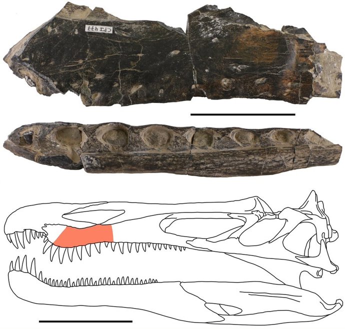 La velocidad a la que cambiaban de dientes los dinosaurios espinosáuridos explican su sobreabundancia en yacimientos