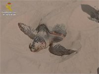 Rescatan en aguas de Alicante una tortuga boba atrapada en una baliza de arte de pesca ilegal