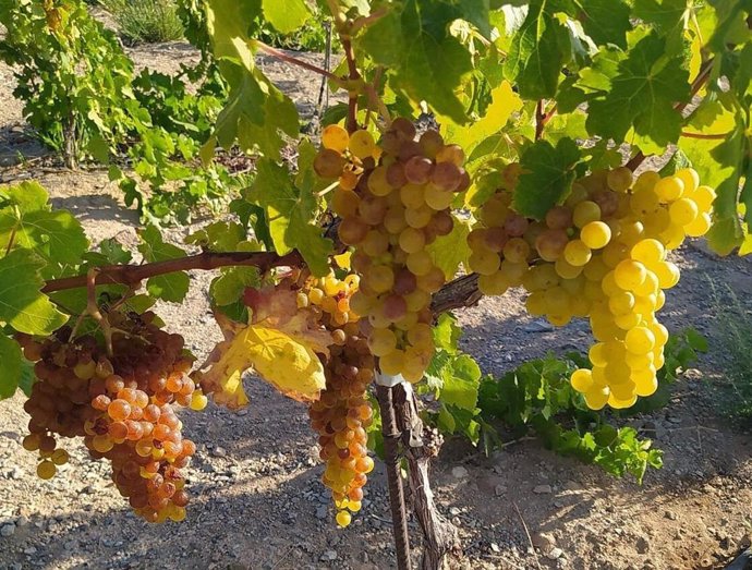 Parra de una de las bodegas de vino situadas la isla de Gran Canaria