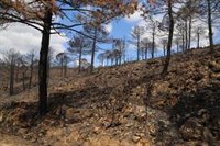 La UV lidera un programa europeo para frenar grandes incendios forestales favorecidos por el cambio climático