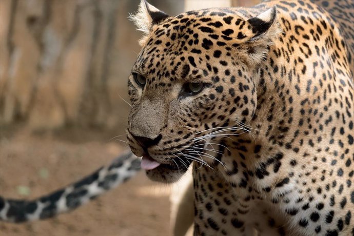 Muere Toñi, leopardo hembra de Sri Lanka que llevaba 17 años en Bioparc Fuengirola